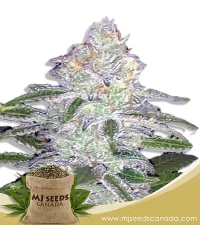 Lemon Sherbert Strain Feminized Marijuana Seeds