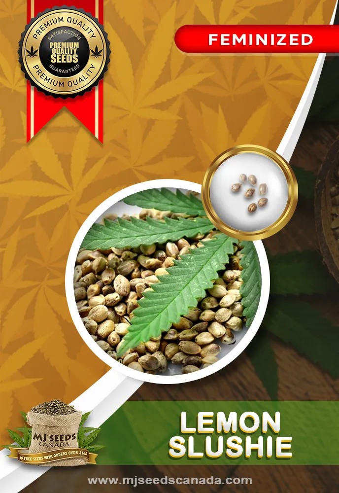 Lemon Slushie Strain Feminized Marijuana Seeds