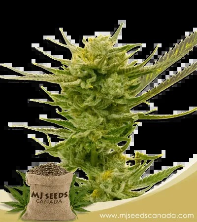 Lemon Strain Autoflowering Marijuana Seeds