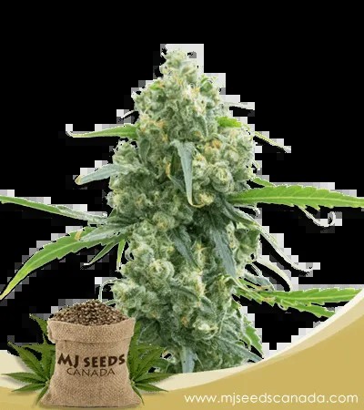 Lowryder Strain Autoflowering Marijuana Seeds