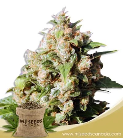 Lucid Dream Feminized Marijuana Seeds