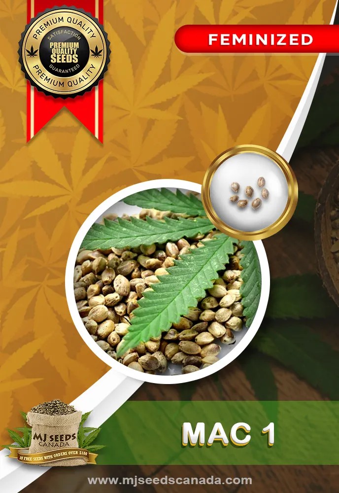 Mac 1 Strain Feminized Marijuana Seeds