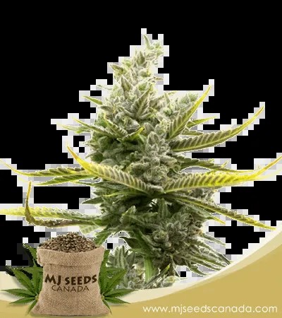 Magnum Strain Autoflowering Marijuana Seeds