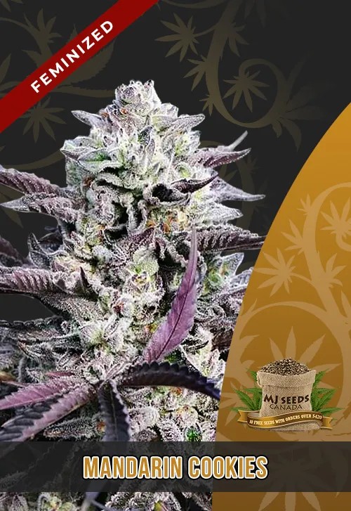 Mandarin Cookies Strain Feminized Marijuana Seeds