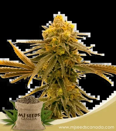 Mandarine Autoflower Marijuana Seeds