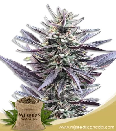 Mango Kush Feminized Marijuana Seeds