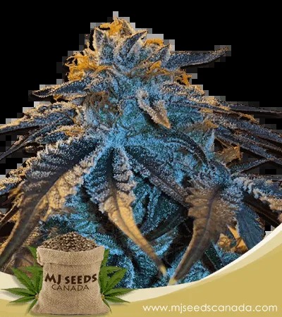 Master Kush Feminized Marijuana Seeds