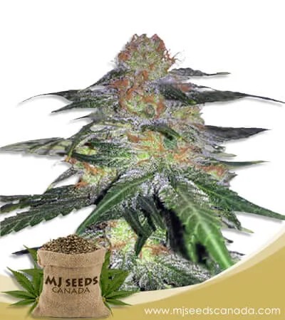 Melon Gum Strain Feminized Marijuana Seeds