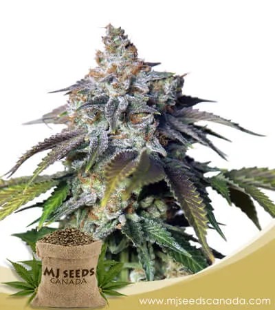 Mimosa Float Strain Feminized Marijuana Seeds