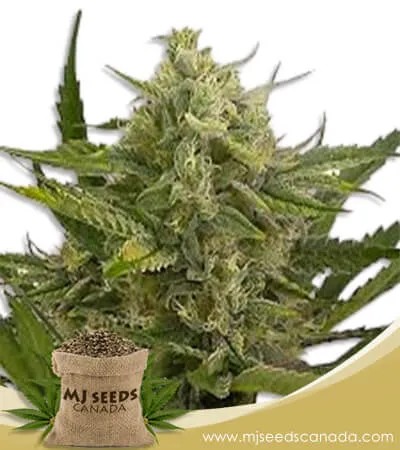 Moby Dick Strain Feminized Marijuana Seeds