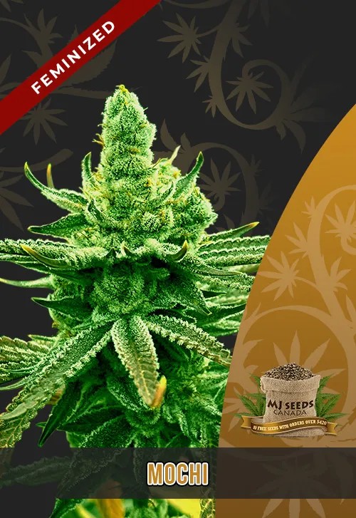 Mochi Strain Feminized Marijuana Seeds