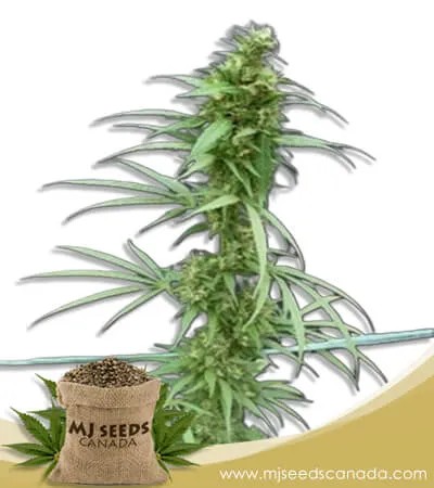 Neville’s Haze Feminized Marijuana Seeds