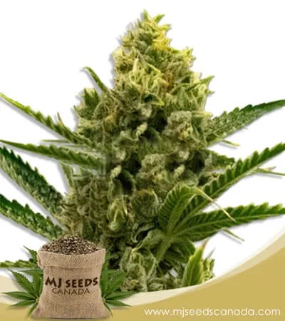 Nicole Kush Feminized Marijuana Seeds