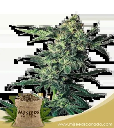 Northern Lights Strain Regular Marijuana Seeds