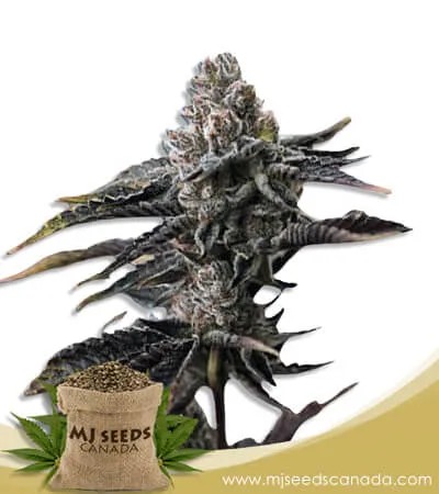 OG Banana Punch Strain Feminized Marijuana Seeds