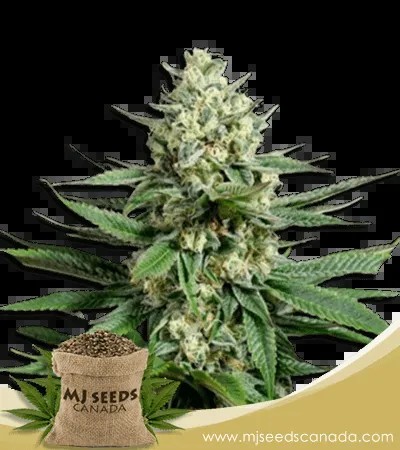 OG Kush Fast Version