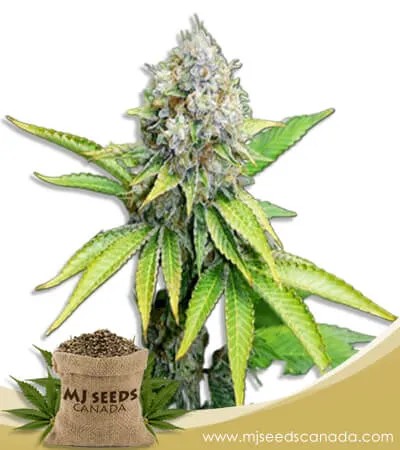 OG Kush Feminized Marijuana Seeds