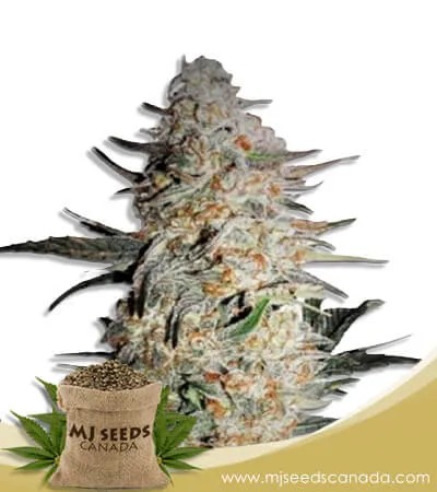 OG Punch Strain Feminized Marijuana Seeds