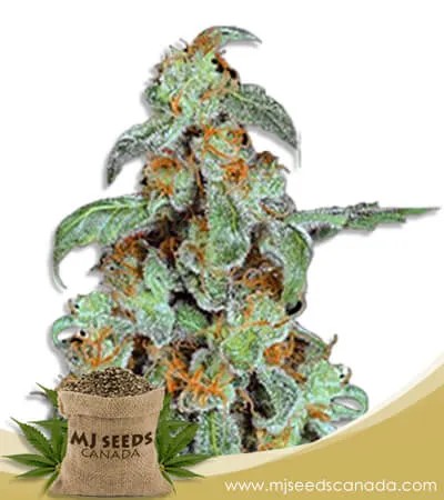 Orange Bud Strain Feminized Marijuana Seeds