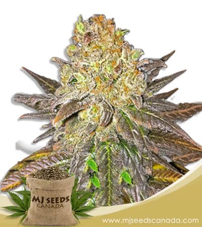 Oregon Peach Strain Feminized Marijuana Seeds