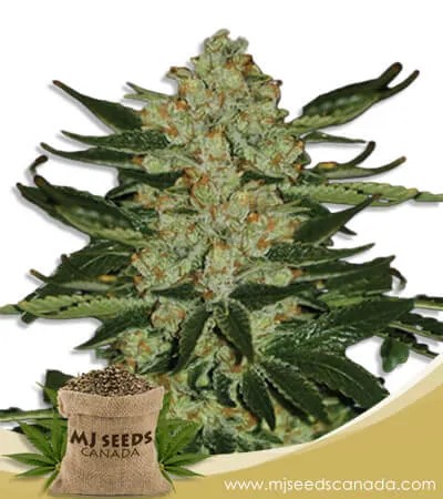 Oregon Underdawg Strain Feminized Marijuana Seeds