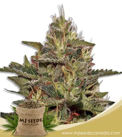 Original Cheese Strain Feminized Marijuana Seeds