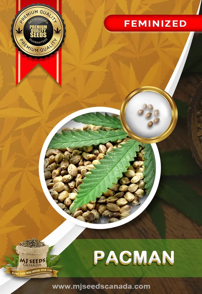 Pacman Strain Feminized Marijuana Seeds
