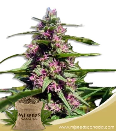 Panama Strain Feminized Marijuana Seeds