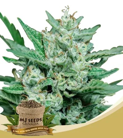 Papa Smurf Strain Fast Version Feminized Marijuana Seeds