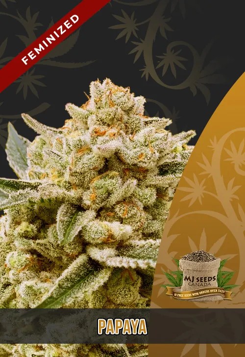 Papaya Strain Feminized Marijuana Seeds
