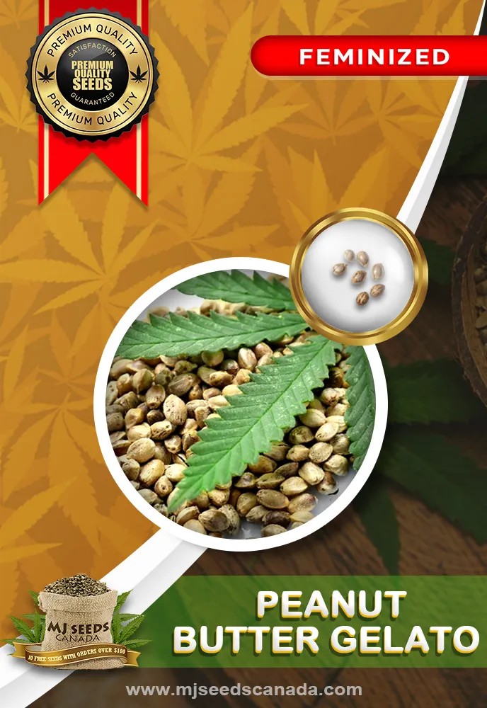 Peanut Butter Gelato Strain Feminized Marijuana Seeds