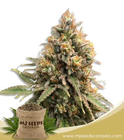 Peanut Butter Haze Feminized Marijuana Seeds