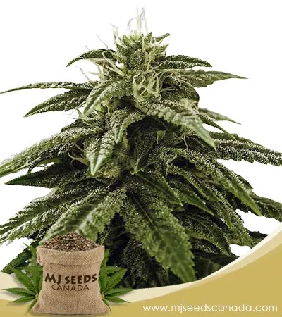 Peanut Butter Souffle Strain Feminized Marijuana Seeds