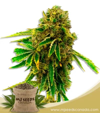Pineapple Haze Feminized Marijuana Seeds