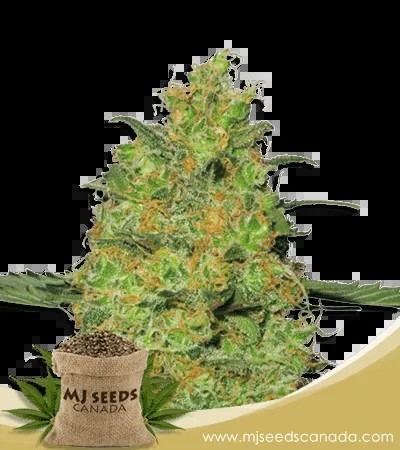 Pineapple Strain Autoflowering Marijuana Seeds
