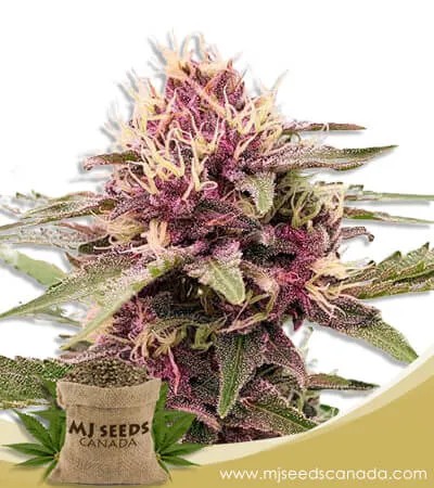 Pink Sunset Strain Autoflowering Marijuana Seeds