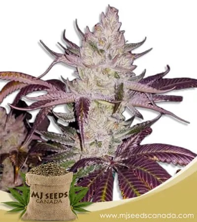 Platinum Cookies Strain Feminized Marijuana Seeds