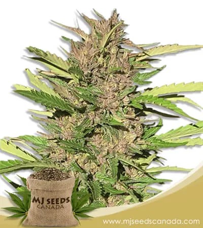Pure Indica Strain Feminized Marijuana Seeds