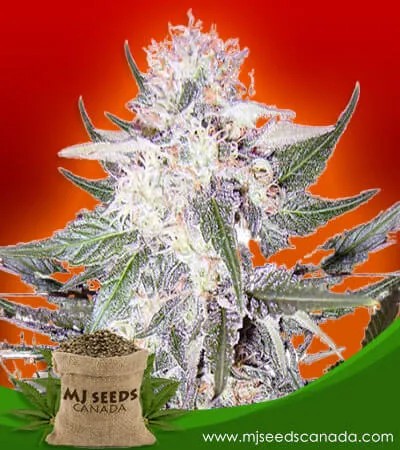 Purple Haze Feminized Marijuana Seeds