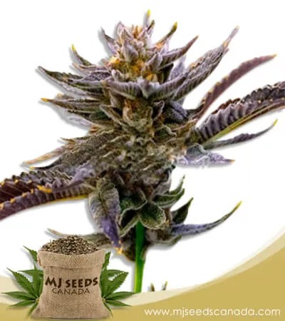 Purple Thai Strain Feminized Marijuana Seeds