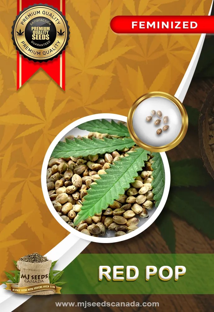 Red Pop Strain Feminized Marijuana Seeds