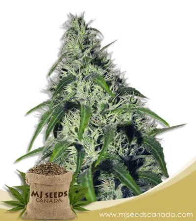 Revolver Strain Autoflowering Marijuana Seeds