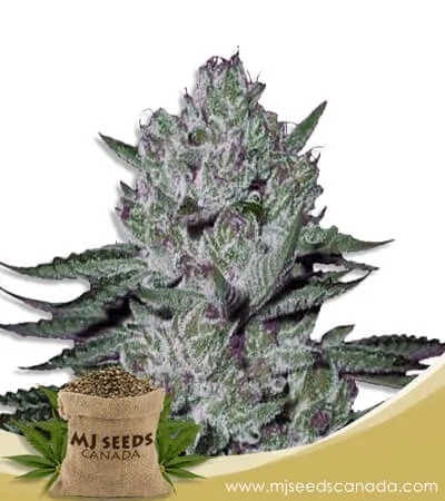 Rock Candy Strain Feminized Marijuana Seeds