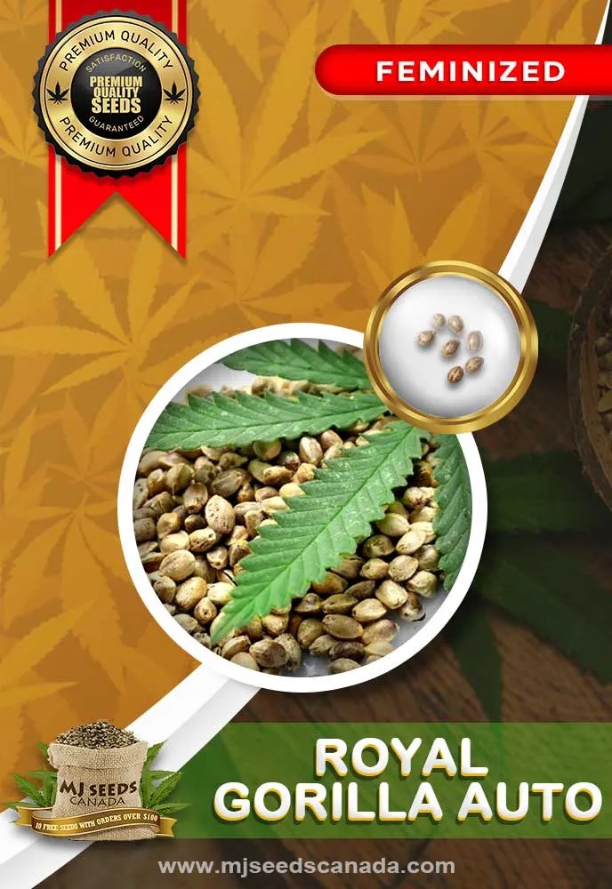 Royal Gorilla Auto Feminized Marijuana Seeds