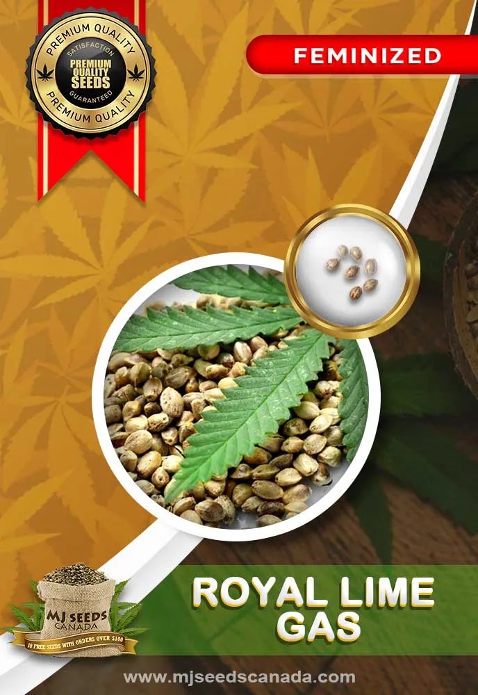 Royal Lime Gas Strain Feminized Marijuana Seeds