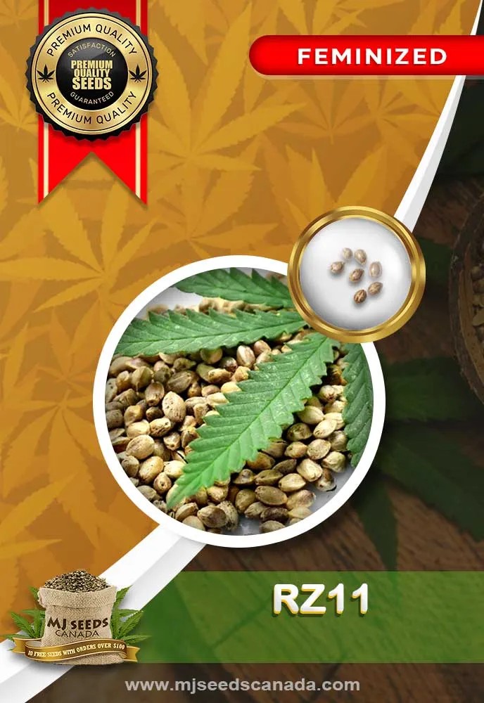 Rz11 Strain Feminized Marijuana Seeds