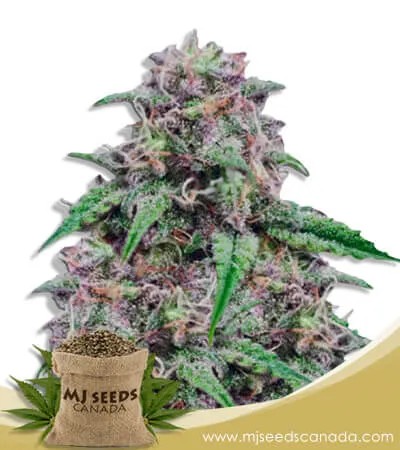 Salted Caramel Strain Feminized Marijuana Seeds
