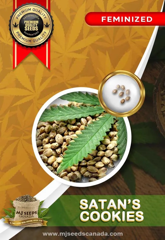 Satan’s Cookies Strain Feminized Marijuana Seeds