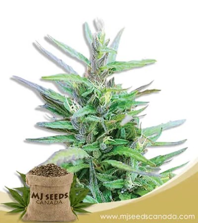 Sativa Star Strain Feminized Marijuana Seeds