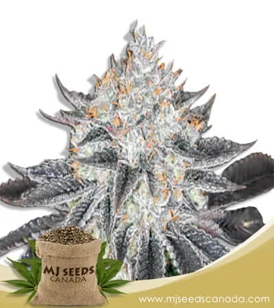 Sex on the Beach Strain Feminized Marijuana Seeds